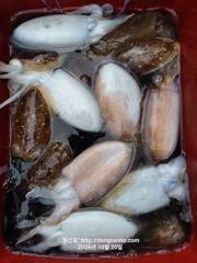 조황 사진