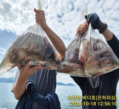 [진해] 내만 돌문어 씨알 끝내줍니다 퍽퍽퍽 초보도 가능 오늘 예약가능