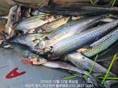 22/목, 아침 현장ㅡ대삼치, 고시, 방어 여전히 지천입니다!