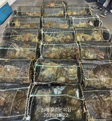 [진해] 야간문어:덩치급들이 줄줄이 대박히트~오늘예약가능