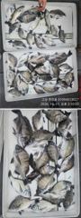 [고성] ((경남고성 주인호))주인호 감성돔 출조나갑니다금요일 예약가능