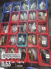 [팁런] k,k,무시급들( 토요일,출항)