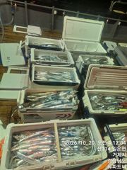 [거제] (갈치)쿨러 가득 大치폭팔~신조선 이벤트 중 뉴파트너호(23일예…