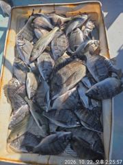 [고성] 리드호 10월22일 감성돔 조황입니다.