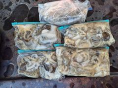 [쭈갑백조황] 10월 22일 주꾸미 다녀 왔습니다.