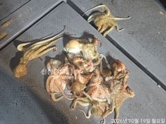 돌문어주,야간1,25k급외퍽~퍽전원마릿수손맛굿~