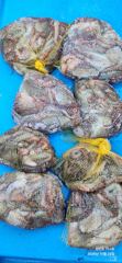 22일 삼천포 돌문어 조황