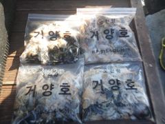 오천거양호10월22일 쭈.갑 조황입니다