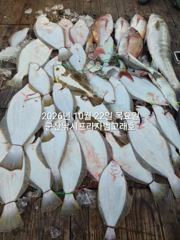 22일, 가을 먼침선,어초~개우럭개시~오늘도 굿굿~ 실시간~군산낚시프라자 하이원호