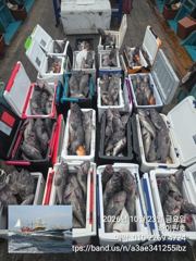 23일, 가을 먼침선,어초~개우럭~오늘도 굿굿~ 연이은 대박 쿨러 굿굿조황~군산낚시프라자 하이원호