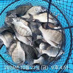 [사천] 삼천포 내만권 감성돔