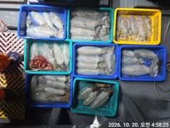 [거제] (무늬오징어)내만권 8만원 전투팁런 모집중~고잉메리호(26일예약…