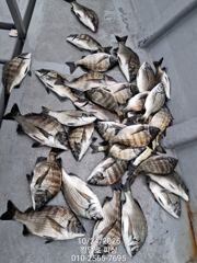 킹덤호 피싱/ 24일 감성돔 마리수 조항입니다.