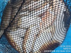 [고흥,녹동] 비가와도 돼지뚱이 왕갑오징어는 나옵니다