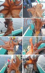 kk돌문어 묵직한 손맛 굿굿~~내일2자리가능/월요일 예약가능