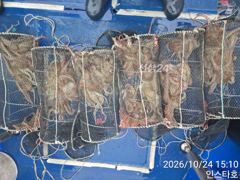 수중전 돌문어 조황입니다.~^^