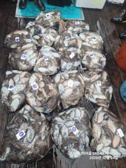 군산바다하리호 10월 24일 갑오징어조황입니다