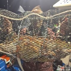오늘 야간문어kg급 대박포인트로 ~~