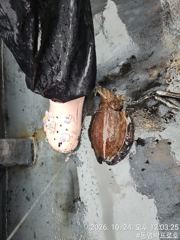 통영박프로호 갑오징어 실시간 (일요일 출항)