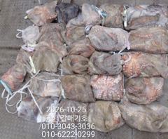 10월25일 일요일 갈매기호 왕문어 조황♡
