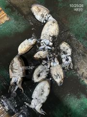 비가 내려도 주꾸미&갑오징어 그리고 문어 손맛은 굿~