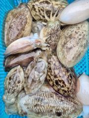 [쭈꾸미/갑오징어]10/24_돌고래호조황@@@