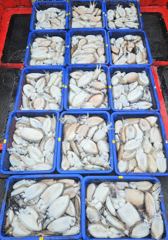 10/25 브라보피싱호 갑오징어낚시 조황