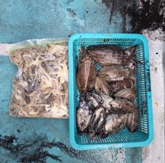10월25일 조황