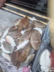 [거제] 거제 갑돌이!!! 싸이즈 손맛보러 같이가실분!!