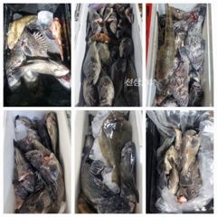 25일 격포 빅터피싱 개우럭호 야간우럭.주간 갑오징어 조황 입니다