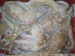 주,야간돌문어퍽~퍽19수18수15수외마릿수굿~굿