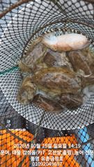 통영 유촌 금정호 비바람에도 덩치급 문어 신나게 잡았습니다 이번주중 주말 자리여유있습니다