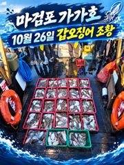 26일 갑오징어 조황입니다