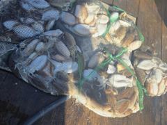 [격포 힐링호] 10/26 갑오징어 조황
