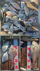 [거제] 거제어구수성호 감성돔 참돔 등 금일조황