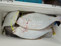 생미끼 "대광어"~참돔,농어등,개우럭 대박 굿굿조황~매일출조~~군산낚시프라자 범고래호