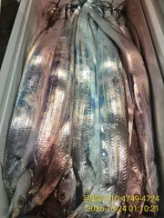 [진해] 갈치텐빈 오늘 긴급1자리가능 내일부터 쭉 예약가능