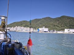 28일 선장 주유 후 쭈꾸미 조업, 30일 금요일부터 쭈꾸미 정상출조 자리여유 많습니다 ~^^