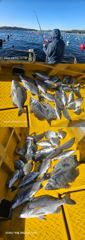 감성돔 흘림 4짜전후로 25여수