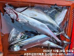 오늘도 삼치 만쿨조황으로 마무리 되었습니다.