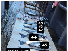 [거제] 어초ㆍ여밭감성돔~ 영등철인가??