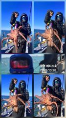통영] 문어 사량도 굴어장 조황 28일(수) 통영 메티스호