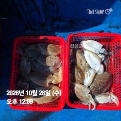 [전투피싱선단 그레이스호] 10/28 9물｜악조건 속 갑오징어 호조황!