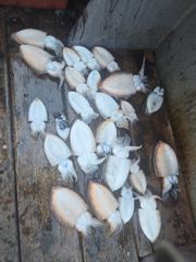 10월 28일 갑오징어 조황