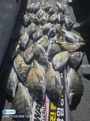 [마산] 진동(광암호) 2분 마릿수 많아요