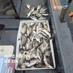 10.28 [경주] 28(수) 오후 대삼치 마릿수~삼치,방어 물반고기반 목.금.토.일.월~모집중