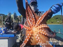 [진해] "돌문어"3400g2400g2000g1500g1400g1300g…