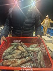 텐빈 갈치 쿨러 다 채웠어요~한치도 퍽ㆍ퍽 오늘 2자리가능