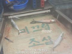 29/목, 아침현장ㅡ대삼치, 고시, 방어 지천!