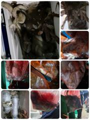 [포항] 돌문어 쿵쾅! 수 어젯밤 조황